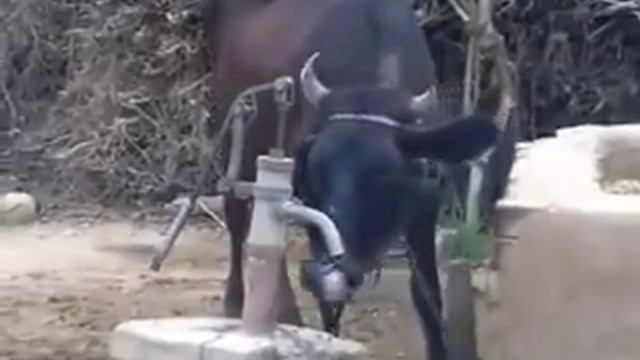 ???????жалко корову смотреть онлайн