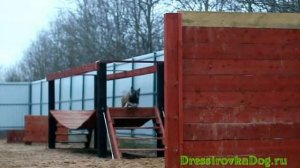 Образцовая полоса препятствий для собак