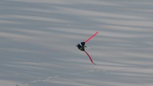 Рыбалка на вечерней зорьке. Ловля на поплавок