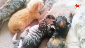 Кошка кормит котят