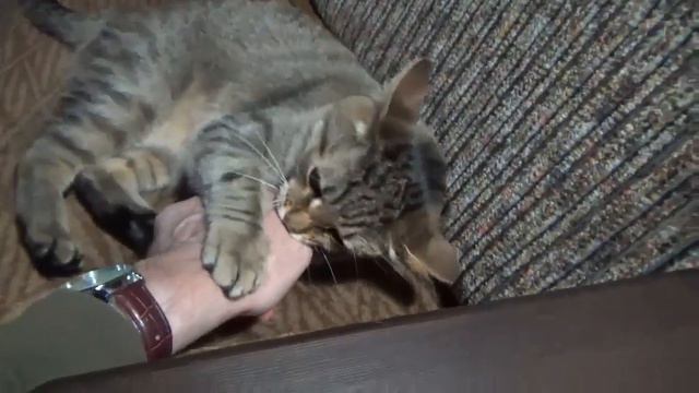 Барсик кусает руку смотреть онлайн