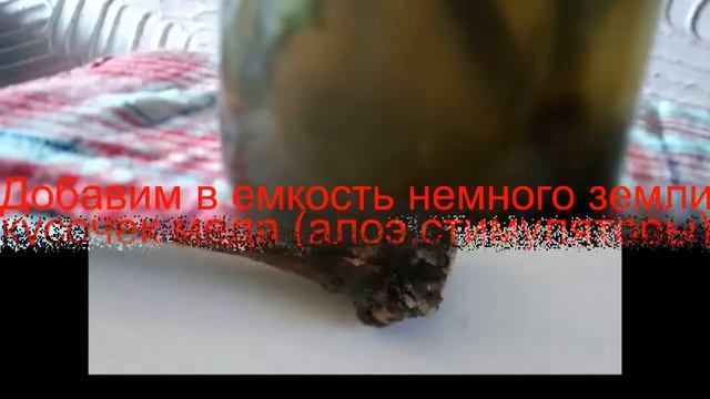 Виноград. Размножение черенками весной.