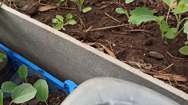 Жизнь Дачная #90. Пушок душегуб смотреть онлайн