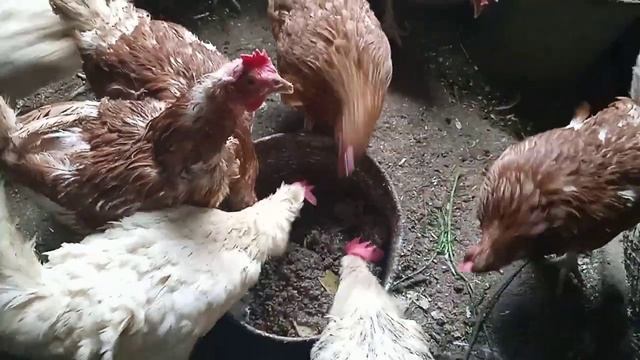 Кормлю кур мешанкой на кроличьих кишках. Кормление кур несушек.