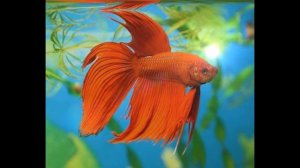 "Аквариум" Камиль Сен-Санс