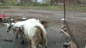 Признаки охоты у коз.  Как покрыть козу. Signs of hunting goats. How to cover a goat. Mating goats.