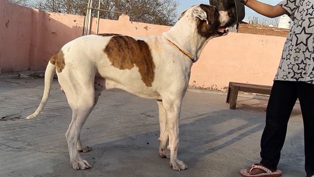 Beast Bully Kutta The ultimate Indian - Pakistani Mastiff @Jaggure Bully Kutta смотреть онлайн
