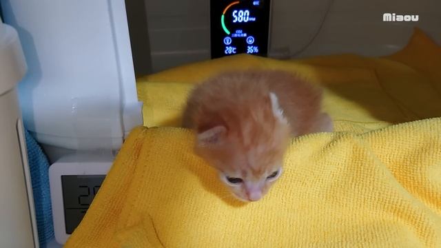 【保護14日】飼主が子猫の耳の変わった動きに気が付いた日【瀬戸のミエル日記】 смотреть онлайн
