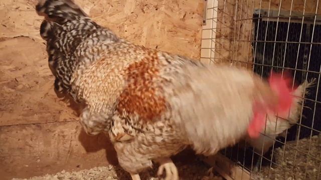 Продажа петух Билефельдер/ Продан!!! смотреть онлайн