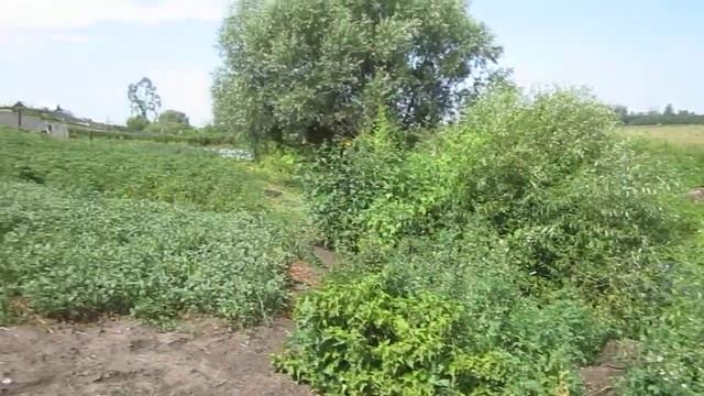 Чесноковка, Блюхера, 19 (2) смотреть онлайн