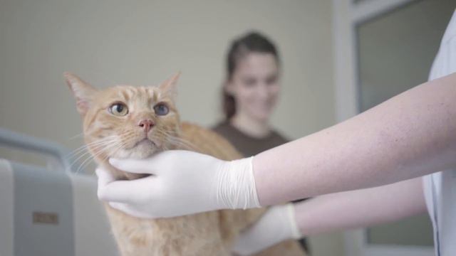 Kот в ветеринарной клинике, приём пациента, обзор