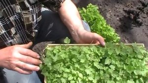Доступно и просто выращивание смородины