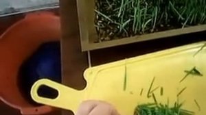 Как вырастить зелень для цыплят зимой.