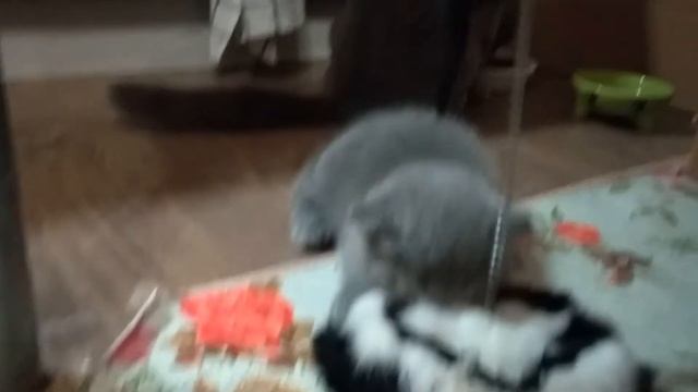Шотландские котята. Обзор 1,5 месяца.