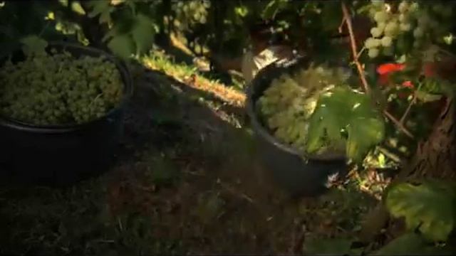 Consorzio di Tutela del Conegliano Valdobbiadene DOCG Prosecco Superiore смотреть онлайн