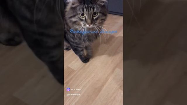 #тимошка #безкотаижизньнета #котопёс