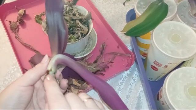 Найкращий момент 28:05 – 33:05 із трансляції Рукоділля з Nilena Sans Квіти Розсада