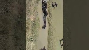 Буйволы отдыхают