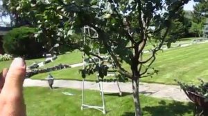 Айва. Обрезка айвы, формировка кроны. Как формировать айву деревом?