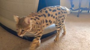 ☑️ 10 BEST REASON'S to OWN an F1 SAVANNAH CAT 🐱👍