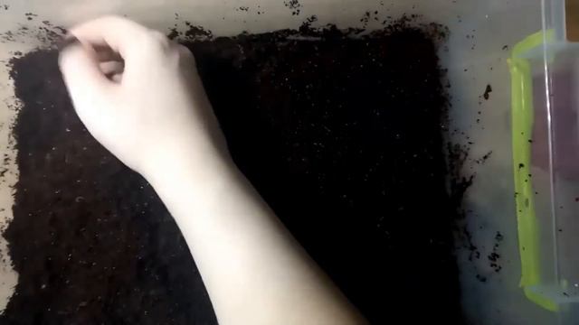У меня новое животное? Как ухаживать за улитками? Улитки Ахатины