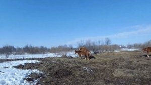 Живу как хочу/Конь и лошадь спариваются