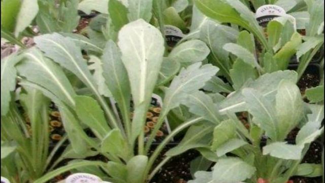 ГАЙЛАРДИЯ Многолетний, Жаростойкий долгожитель, цветет ВСЕ ЛЕТО