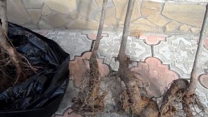 ...орех пекан и миндаль ,привитые саженцы,европейское качество в Украине...