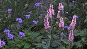 Veronica Longifolia First Choice® - 4K