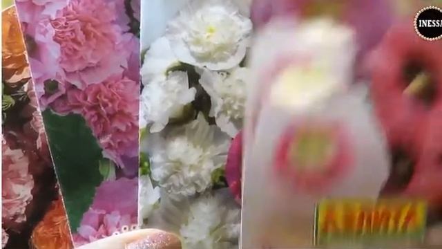 махровая мальва смотреть онлайн