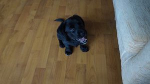 Щенок спаниель два месяца. Двенадцать дней в новом доме.