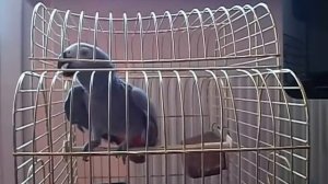 Попугай ругается  Курочка