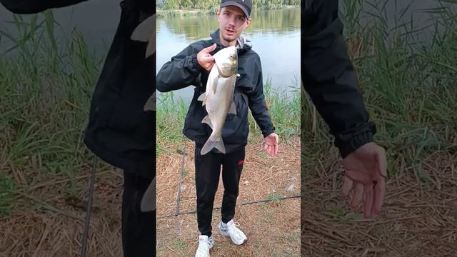 ОСЫ ОТБИРАЮТ РЫБУ #форель #рыбалка #природамать