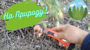 Поехали в лес на природу