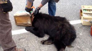 На Аляске спасатели освободили медведя от банки, застрявшей у него на голове