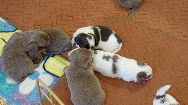 +79787458062 #продажа чихуахуа питомник Кастропуло Крым #sale #chihuahua #купить #puppy