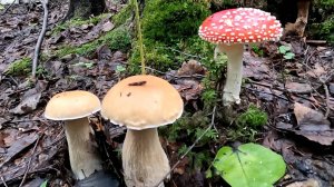 СОБРАЛ КУЧУ ГРИБОВ.#4