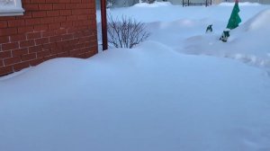 Как зимует гортензия Бесконечное лето