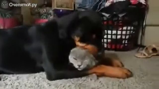 ротвейлера и кошка смотреть онлайн