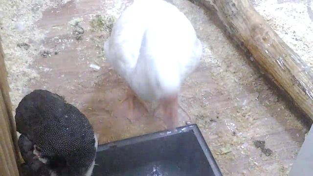 Купание гусей, контактный зоопарк смотреть онлайн