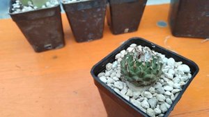 Обзор новых кактусов.Мои кактусы и литопсы.