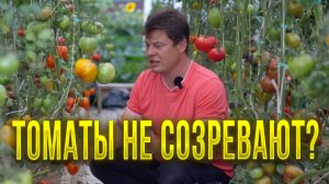 Помидоры в теплице не зреют чем обработать чем полить томаты чтобы они быстрее спели