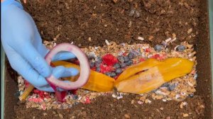 How to Test Worm Chow Ingredients + New VermiHut Tray Feeding | Vermicompost Worm Farm