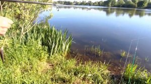 Бурцевский пруд 04.06.2022