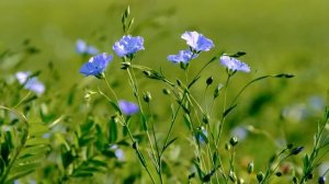 Жизненные истории. Истории из жизни. "Тайна старой шкатулки" Аудио рассказ. Рассказы.