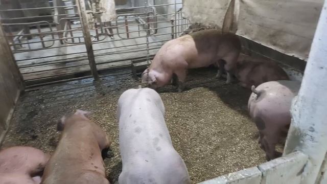 Нарешті все стабільно❗️Ел Бензо Генератор коштує як?❗️Переселення відбулося,тепло навіщо це робити❓ смотреть онлайн