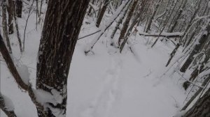 Охота с гончими # 9. Натаска молодого выжлеца. Лосей больше чем зайцев.