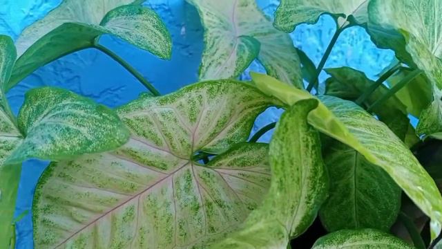 Syngonium Podophyllum Arrowleaf смотреть онлайн