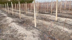 ? КАК ПОДГОТОВИТЬ ВИНОГРАД К ЗИМЕ? Обрезка, полив, обработка, укрытие Виноград не вымерзнет ?