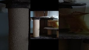 Мейн-куны дерутся 2.mp4